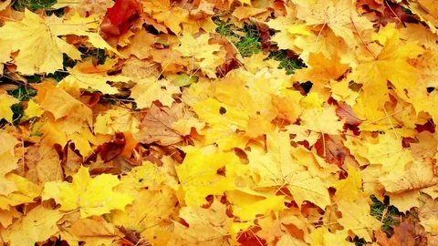 Maple leaves on the ground Stock Footage 81660424
