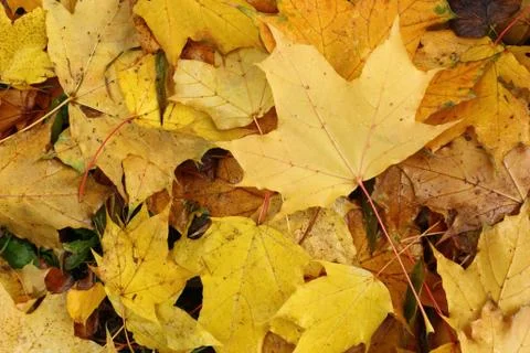 Maple leaves on the ground 스톡 사진