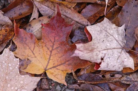 Maple leaves on the ground Stock Photos