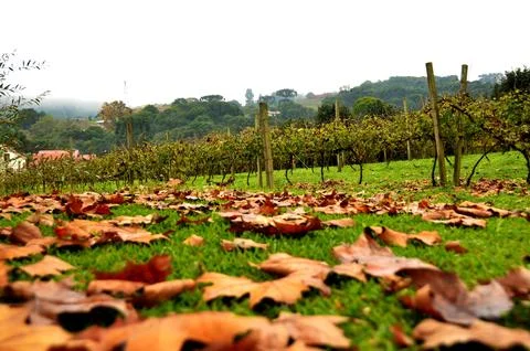 Maple leaves on the ground Stock Photos