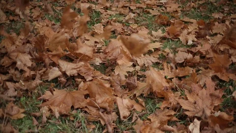 Maple leaves on the ground in red autumn time Stock-Footage 95334749