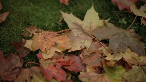 Maple leaves on the ground in red autumn time Video stock 95363085