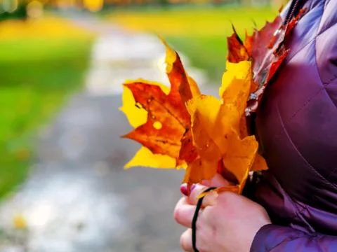 Maple Leaves In Hands Stock Photos