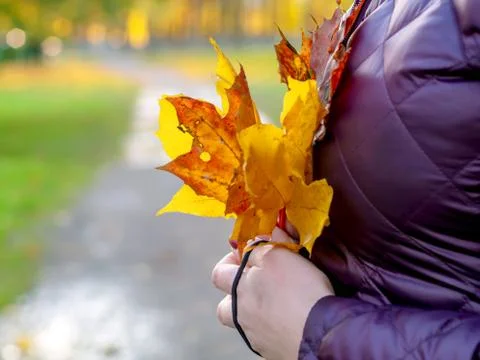 Maple Leaves In Hands Stock Photos