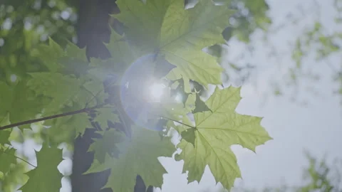 Maple leaves hang on tree thin branches swaying in wind Stock Footage 246596911