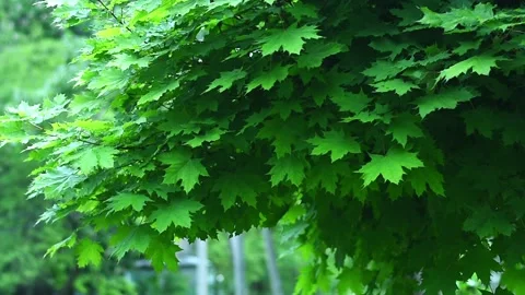 Maple leaves hanging on tree branch in green forest background, Video stock 330161494
