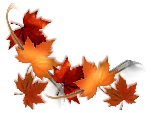 Maple leaves Stock Illustration