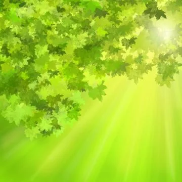 Maple leaves Stock Illustration