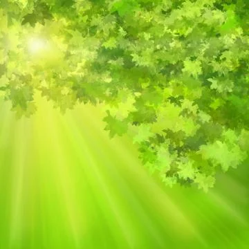 Maple leaves 스톡 일러스트