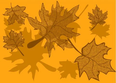Maple leaves Stock Illustration