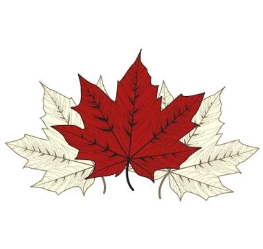 Maple Leaves Illustrazione stock