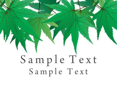 Maple leaves Stock Illustration