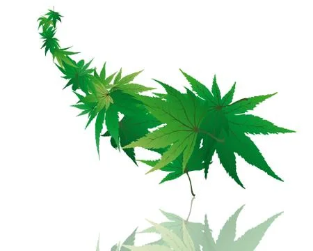 Maple leaves Stock Illustration