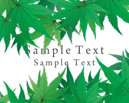 Maple leaves Stock Illustration