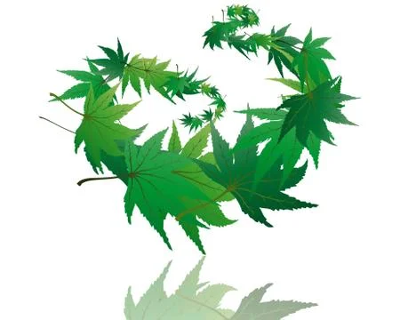 Maple leaves Stock Illustration