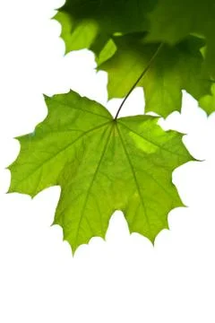 Maple leaves isolated Stock Photos