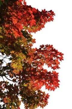 Maple leaves isolated on white background Stock Photos