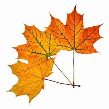 Maple leaves isolated on white Fotos de archivo