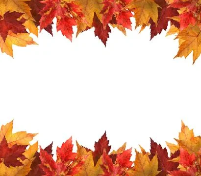 Maple leaves isolated on white Stock Photos