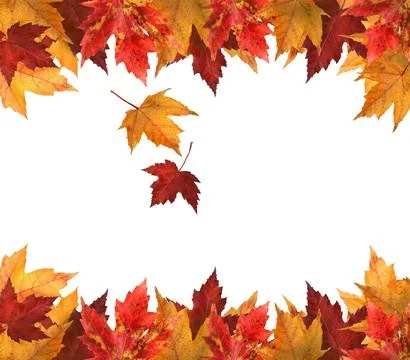 Maple leaves isolated on white Stock Photos