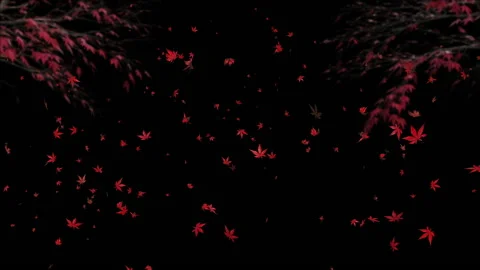 Maple leaves land scape sun rise loop animation Video stock 146637051