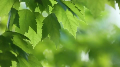 MAPLE LEAVES IN LIGHT BREEZE Stock Footage 50774963