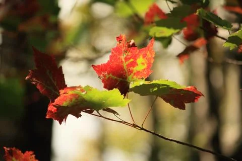 Maple Leaves in Light Stock Photos