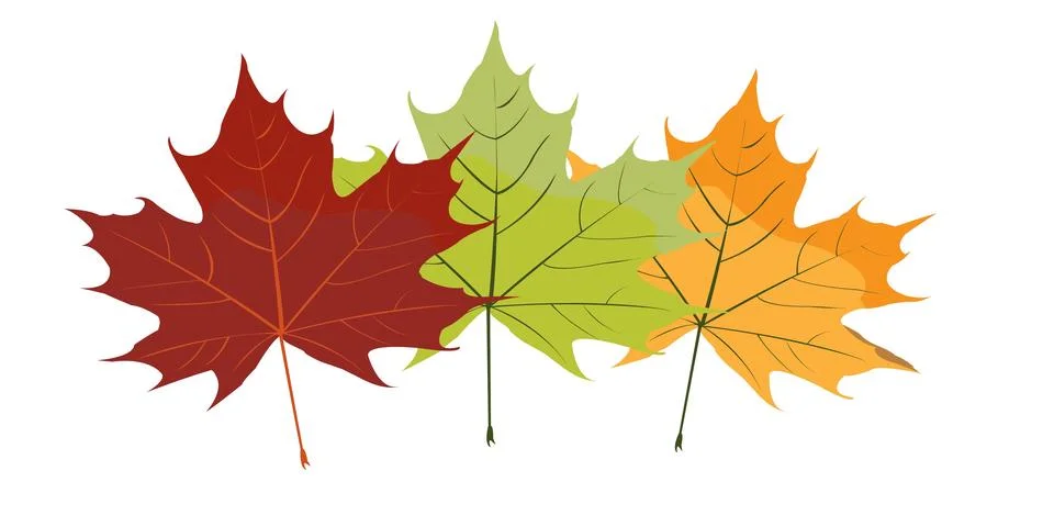 Maple leaves logo 库存插图