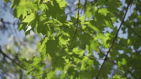 Maple leaves. Maple canopy, selective focus, close up. Slow motion 100fps Stock Footage 152962402