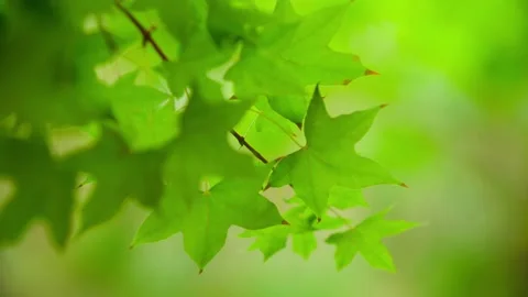 Maple leaves-Midsummer is green Stock Footage 234115477