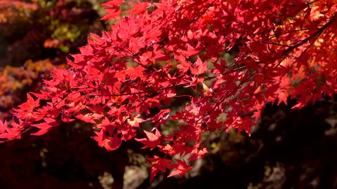 Maple Leaves at Momiji Lake Video stock 332257828
