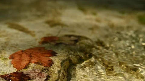 Maple leaves in a mountain river in summer (close up, f 8) Stock-Footage 211757088