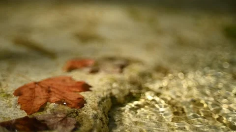 Maple leaves in a mountain river in summer (bokeh, close up, f 1.8) Video stock 211757685