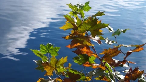 Maple leaves move in the autumn wind in front of the lake. Stock Footage 223659395