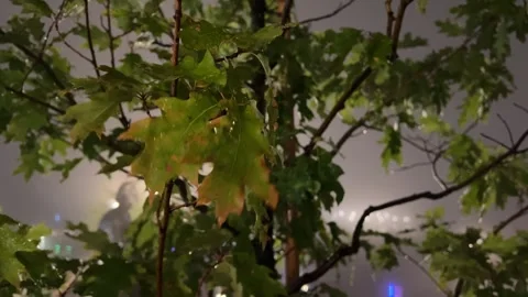 Maple leaves move in the autumn wind in the evening against background of fog Stock Footage 256204819