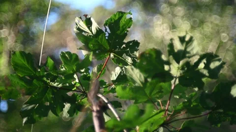 Maple leaves move in front of the bokeh of trees in the evening Video stock 219418811