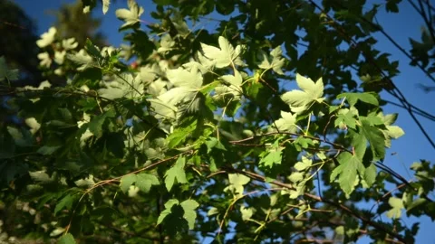 Maple leaves move in the wind in the evening Stock-Footage 219418764