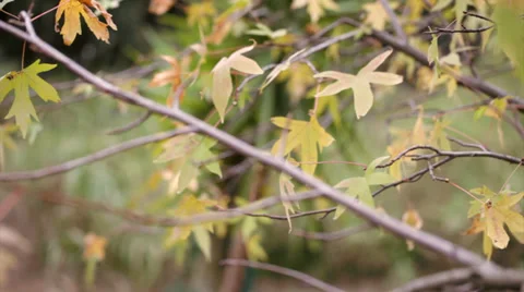 Maple leaves moved by the wind in an autumn day Stock Footage 37867825