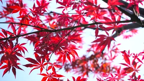Maple Leaves Moving Gently in Crisp Autumn Breeze Video stock 342009781