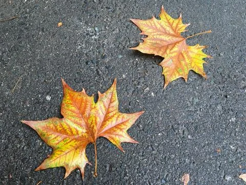 Maple leaves with natural pattern Stock Photos