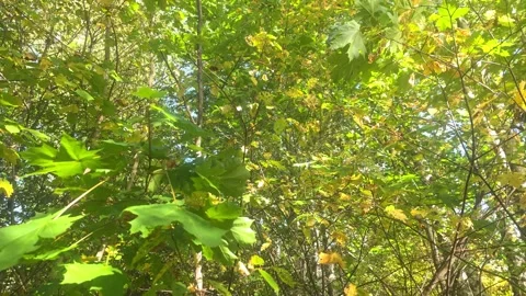Maple leaves to open blue sky Stockbeeldmateriaal 347262305