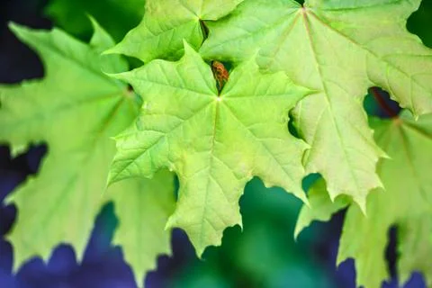 Maple leaves on the outside Stock Photos