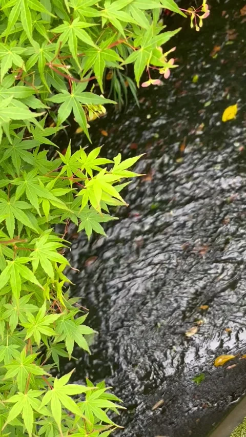Maple Leaves Over River Stock Footage 309510410