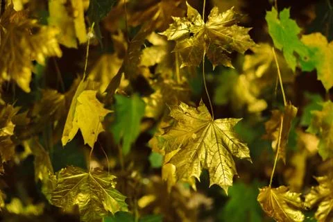 Maple leaves painted Photos