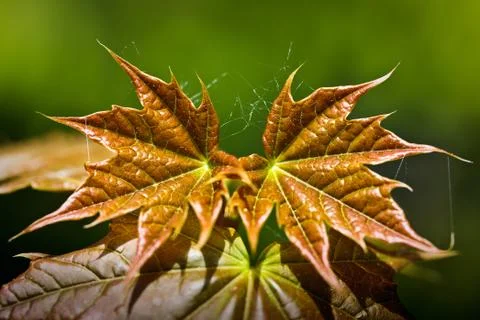 Maple leaves Stock Photos
