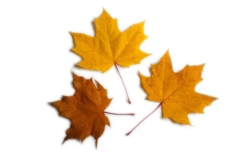 Maple leaves Stock Photos