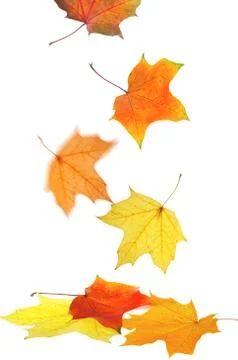 Maple leaves Foto stock