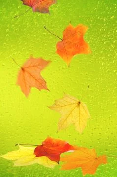 Maple leaves Foto stock
