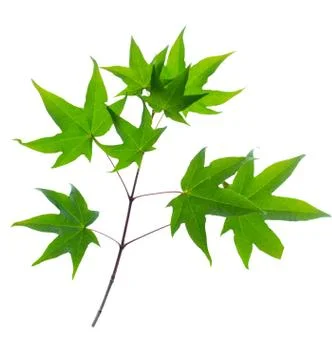 Maple leaves Stock Photos