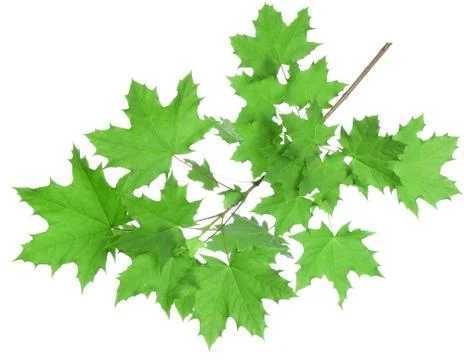 Maple leaves Stock Photos